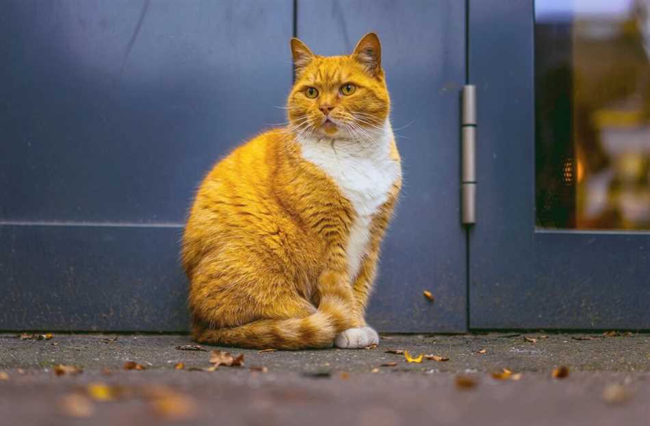 Значение появления кошки в доме