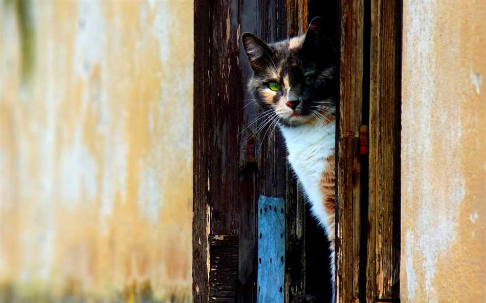 Что означает если кошка сама пришла в дом?