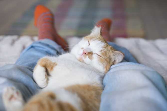 Что означает если кошка спит в изголовье у хозяйки?
