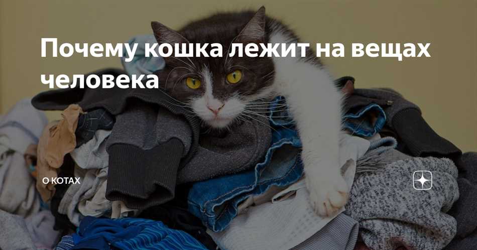 Что означает если кот лежит на чужих вещах?