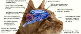 Что означает когда кошка ходит кругами?