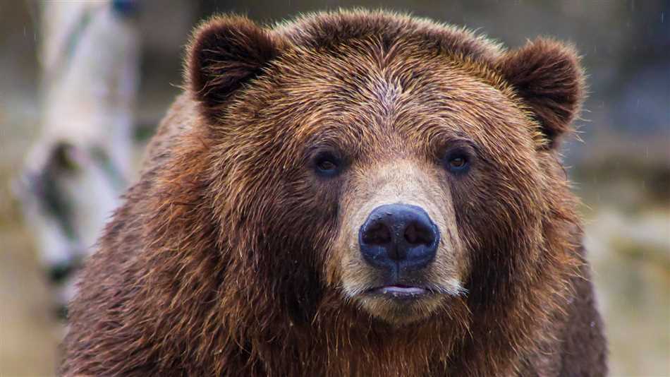 Что приманивает медведя?