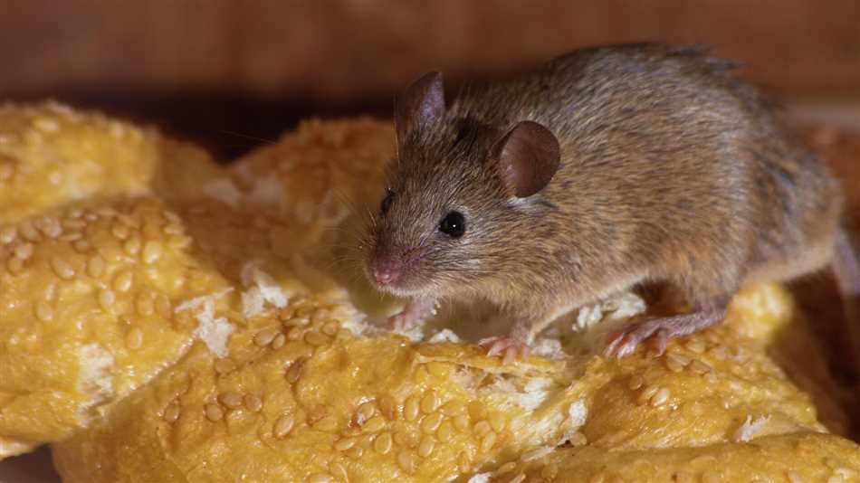Основные ароматы, привлекающие мышей