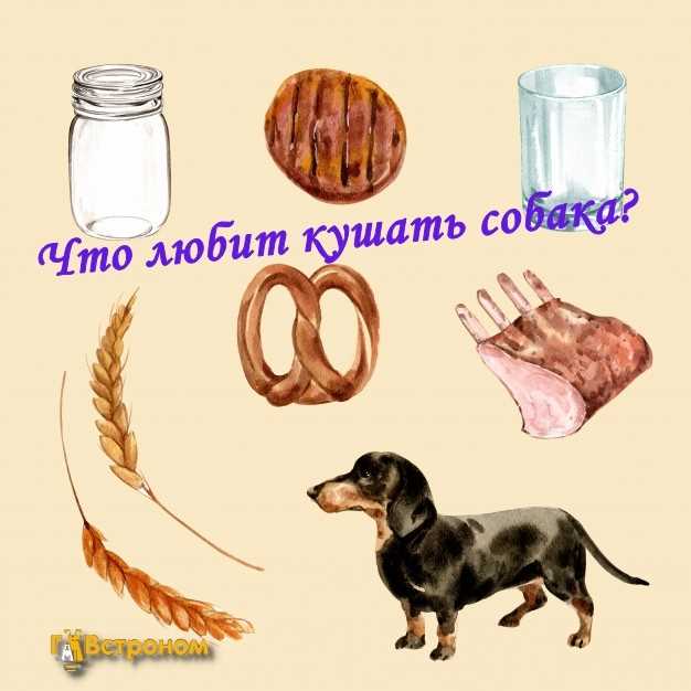 Что собаки любят больше всего?