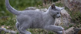 Что умеет делать порода кошек русская голубая?