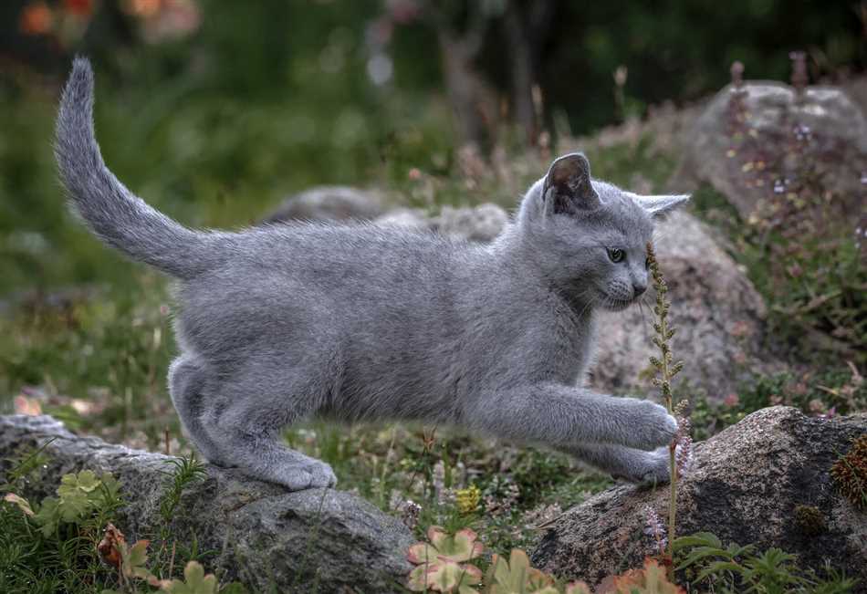 Что умеет делать порода кошек русская голубая?