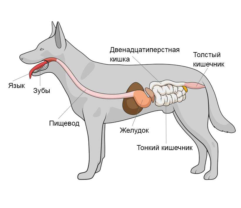 Желудок