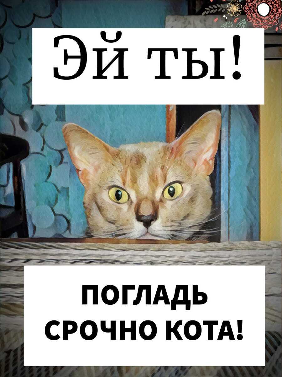 Что значит если кошка гладит лапой?