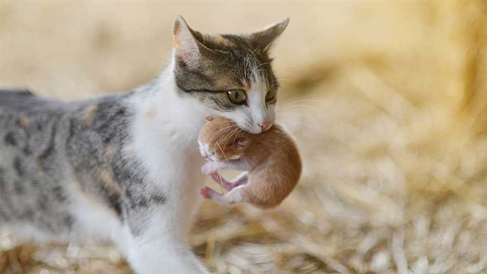 Что значит, когда кошка берет за шею котенка?