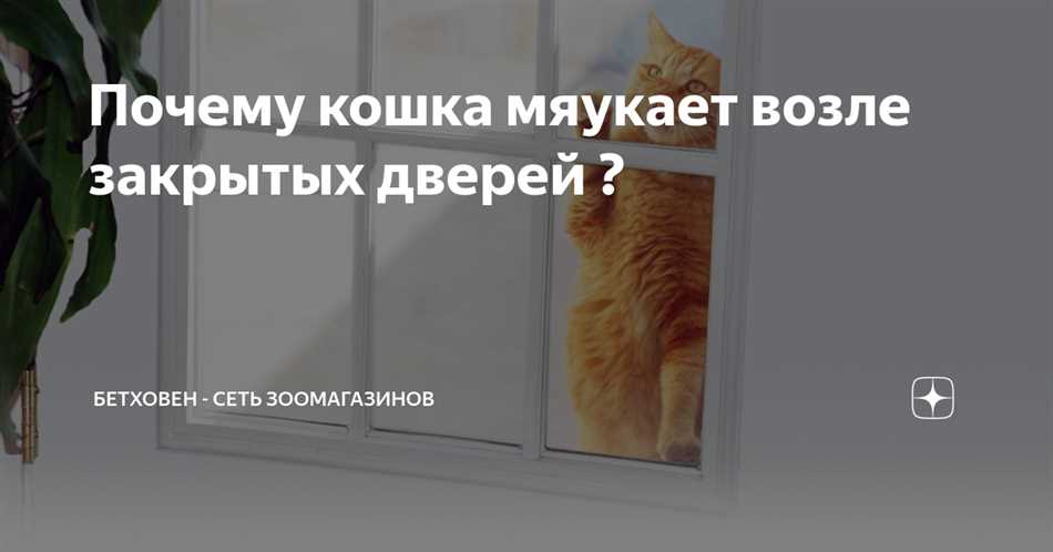 Зачем кошкам мяукать возле двери?