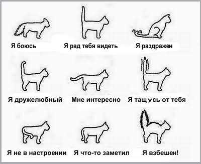 Что значит когда кошка поднимает хвост каждый раз когда я её глажу?