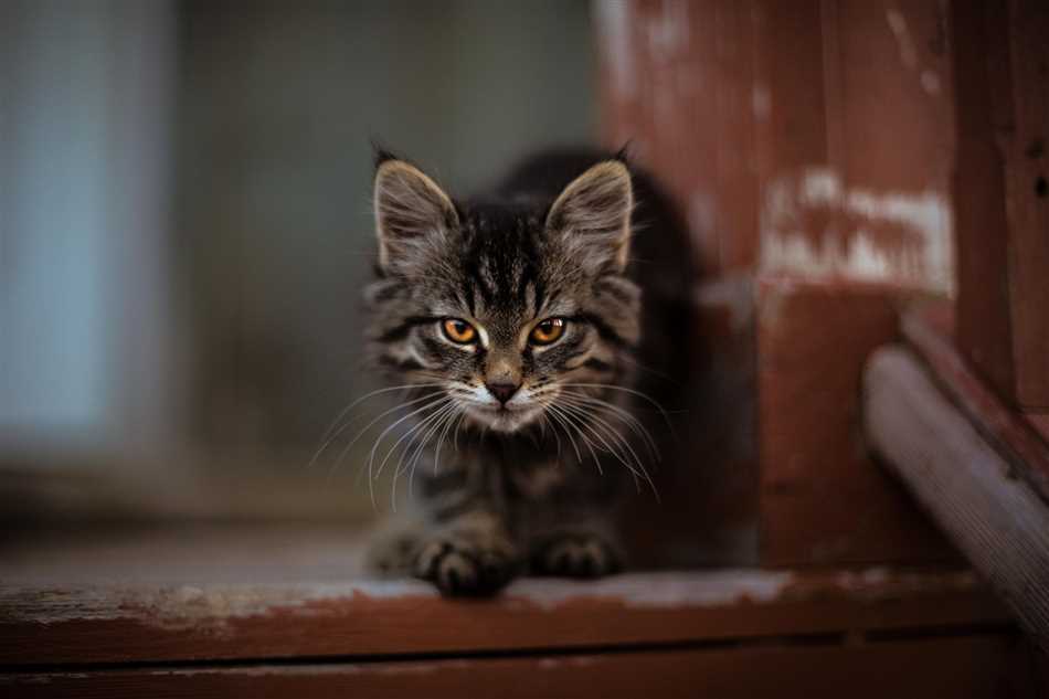 Значение появления кошки в доме