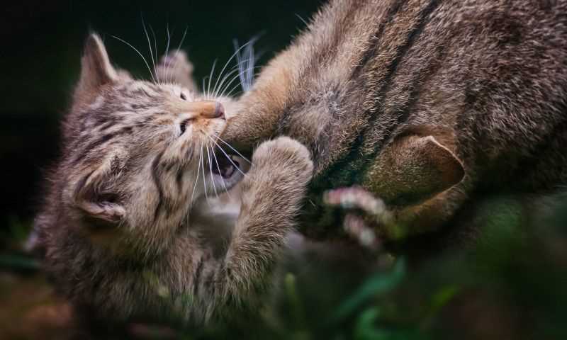 Природные инстинкты котов