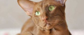 Что значит ориентальная кошка экстрим?