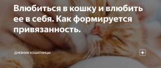 Что значит влюбиться как кошка?