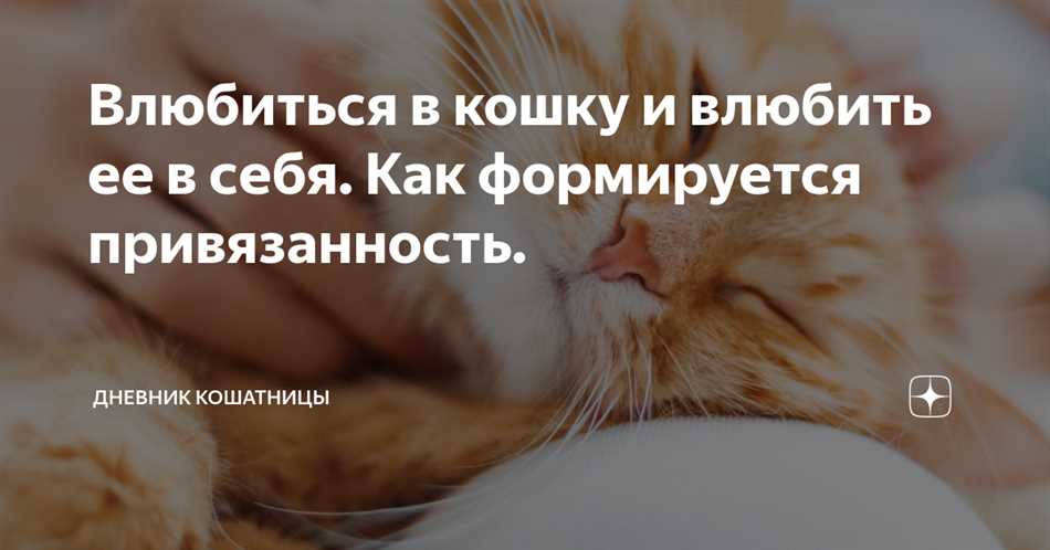 Что значит влюбиться как кошка?