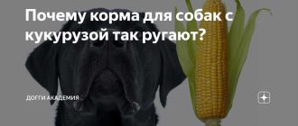 Для чего нужна кукуруза в собачьих кормах?