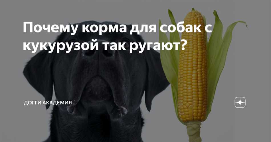 Для чего нужна кукуруза в собачьих кормах?