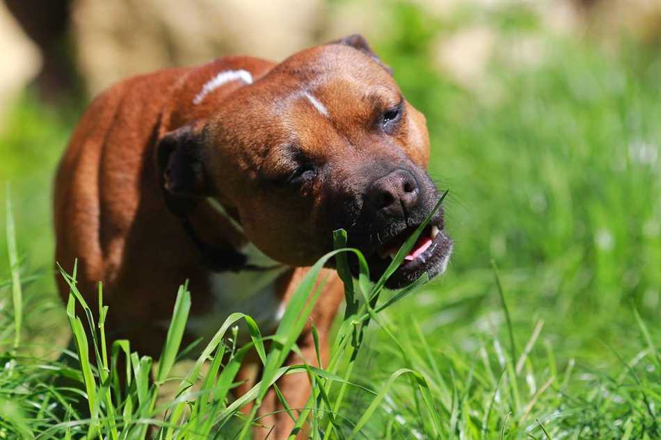 Важно знать, какую траву можно предложить собаке и какую следует избегать