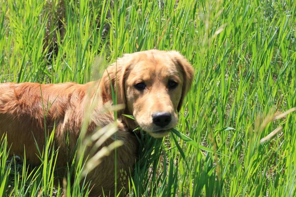 Для чего собаки едят траву?