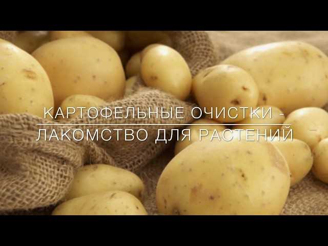 Для каких растений можно использовать очистки картофеля?