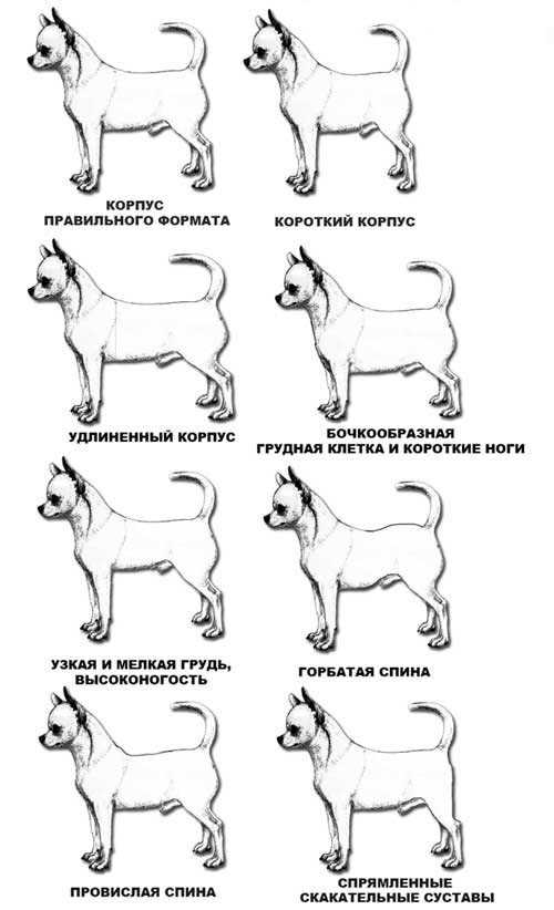 4. Консультация с ветеринаром