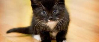До какого возраста растут коты метисы бенгалы?