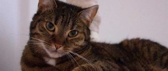 До скольки килограммов может весить вислоухая кошка в норме?