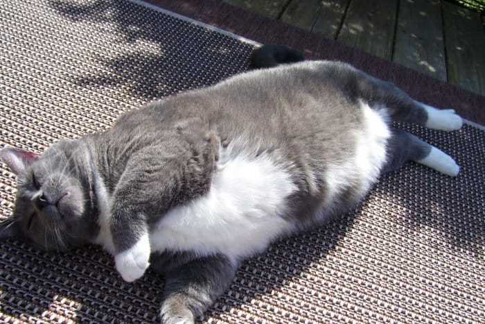 Как поддерживать нормальный вес вислоухой кошки?