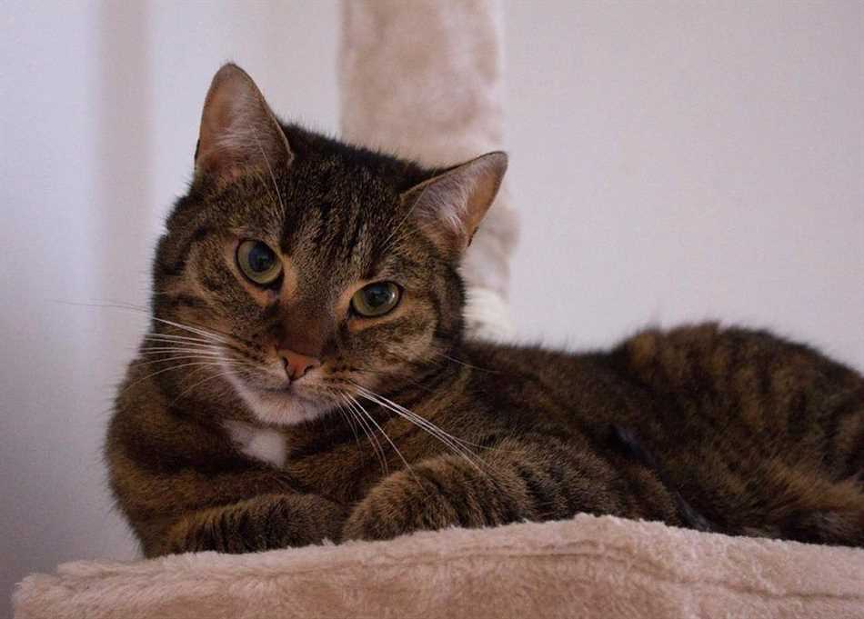 До скольки килограммов может весить вислоухая кошка в норме?