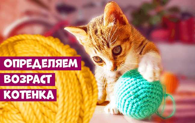 Как правильно ухаживать за котенком