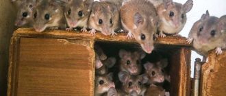 Едят ли крысы мышей в природе?