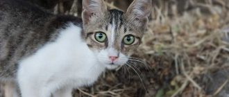 Эгейская кошка - описание породы, вопросы про Эгейских кошек.