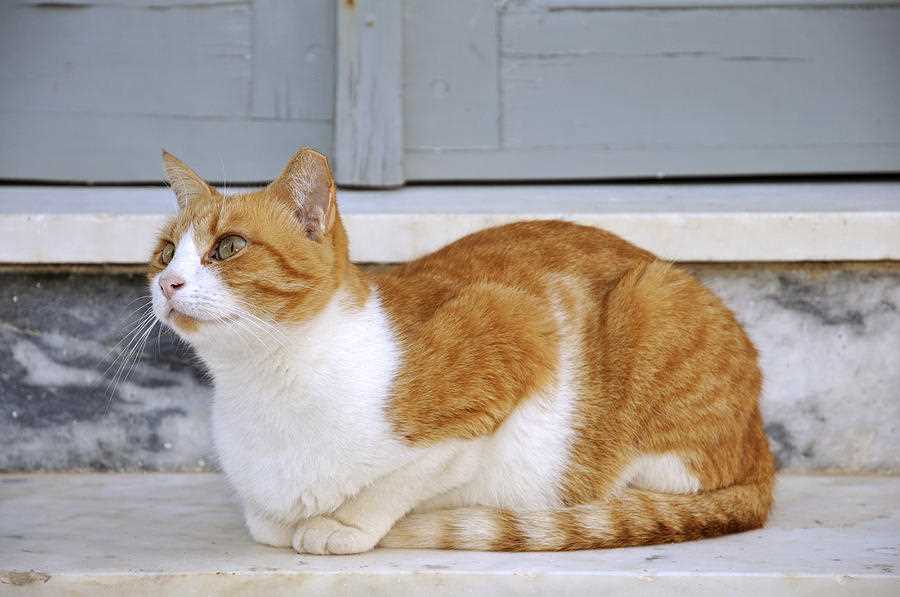 Уход и здоровье эгейской кошки