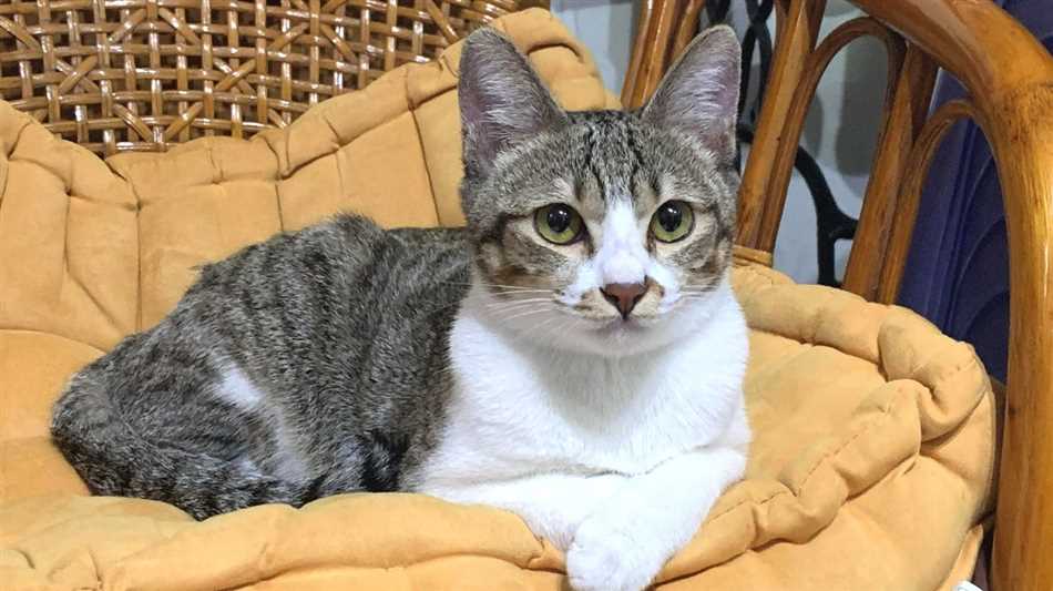 Эгейская кошка - описание породы