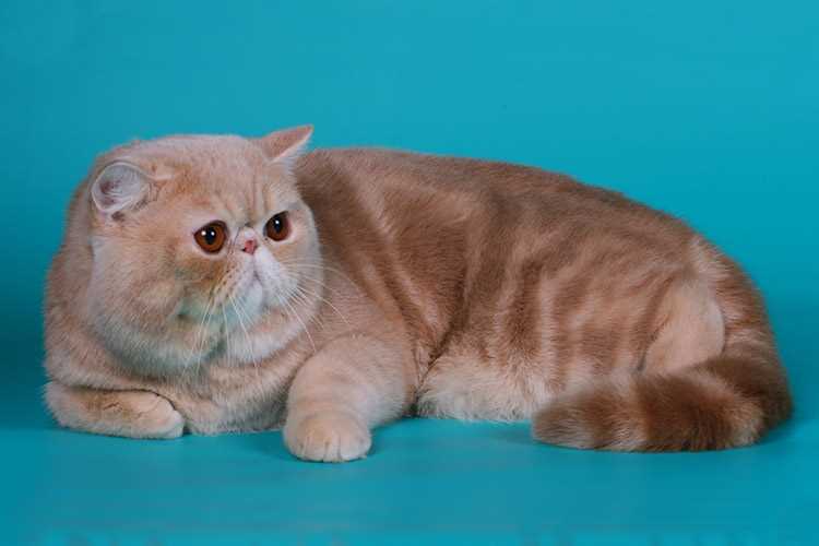 Характер и поведение экзотических короткошерстных кошек