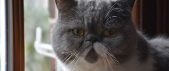 Экзотическая короткошерстная кошка - описание породы, вопросы про Экзотических короткошерстных кошек.