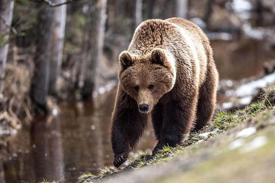 Кто является врагами медведя в лесу?