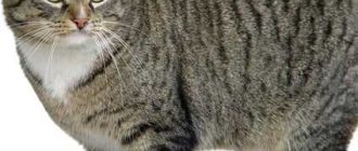 Европейская короткошерстная - описание породы, вопросы про Европейских короткошерстных кошек.