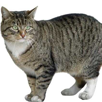 Европейская короткошерстная - описание породы, вопросы про Европейских короткошерстных кошек.