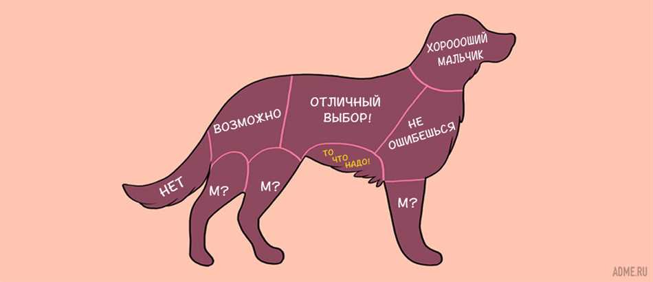 Любимые зоны для глажки у котов