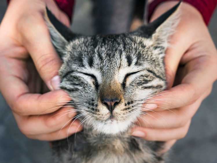 Где котам нравится быть поглаженными?