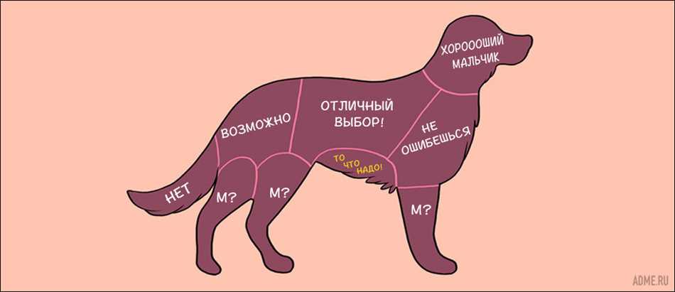 Где нельзя гладить кошку по животу?