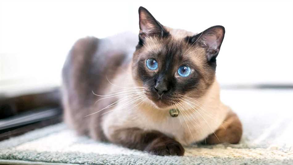 История происхождения сиамской кошки