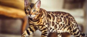 Где живут бенгальские кошки?