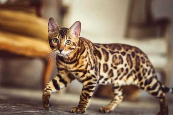 Где живут бенгальские кошки?