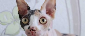 Интересные факты о сфинксах кошках