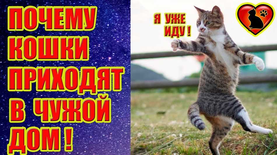 К чему если чужая кошка пришла в дом и не уходит?