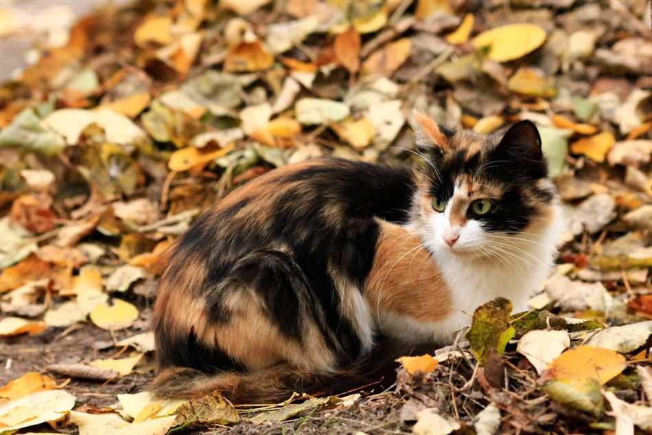 К чему когда во двор приходит трехцветная кошка?