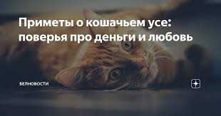 К чему найти кошачий ус в доме приметы?